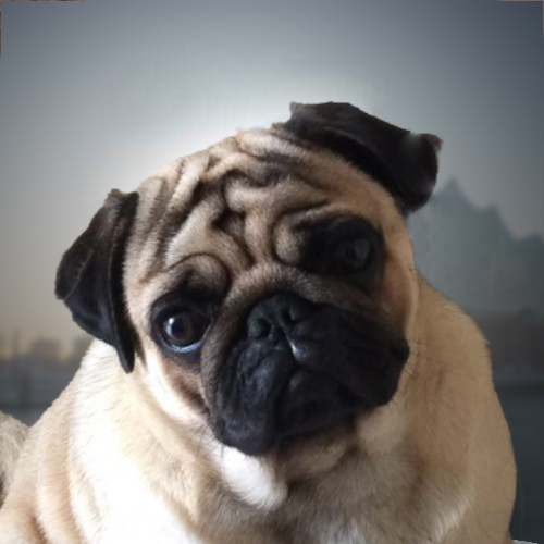 Ein Mops mit beigem Fell und schwarzer Schnauze vor einem unscharfen Hintergrund, der neugierig in die Kamera schaut.