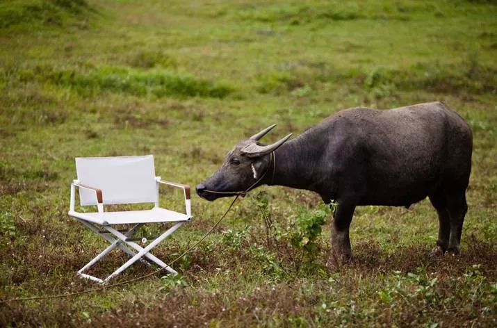 Dedon Seax Kollektion Sessel in weiß mit braunen Armlehnen steht auf einer Wiese neben einem Wasserbüffel der an einem Seil angebunden ist
