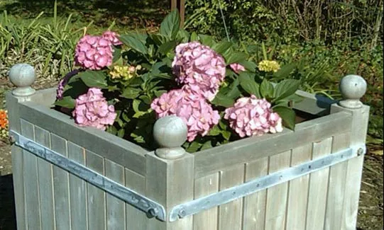 Orangerie Pflanzkübel Teakholz massiv (verschiedene Größen)